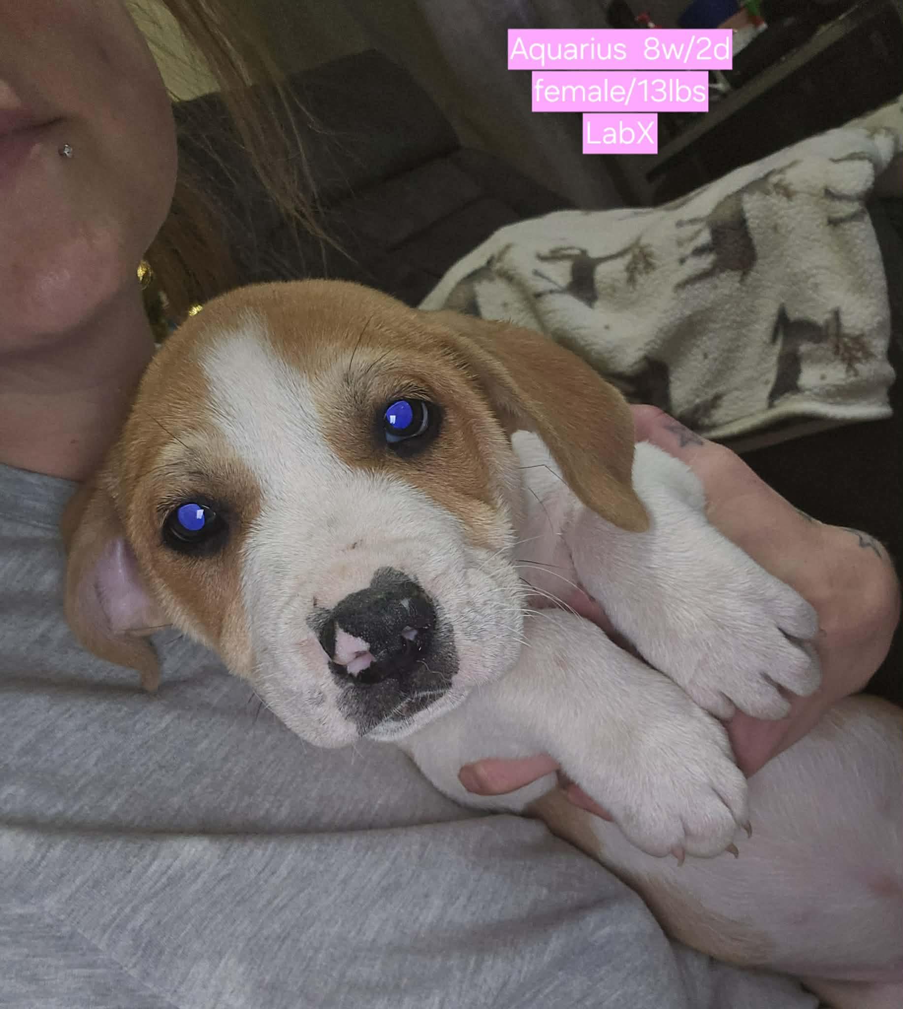 Aquarius, a Adoptable mixed breed in Chepachet, RI image 2/6