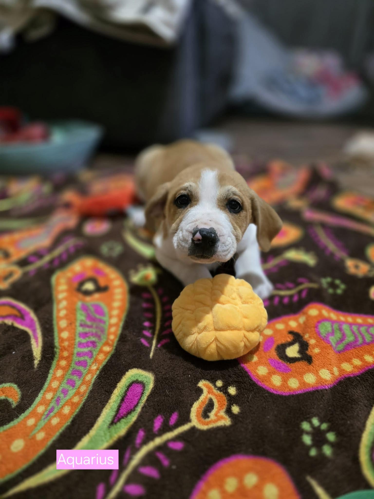 Aquarius, a Adoptable mixed breed in Chepachet, RI image 4/6