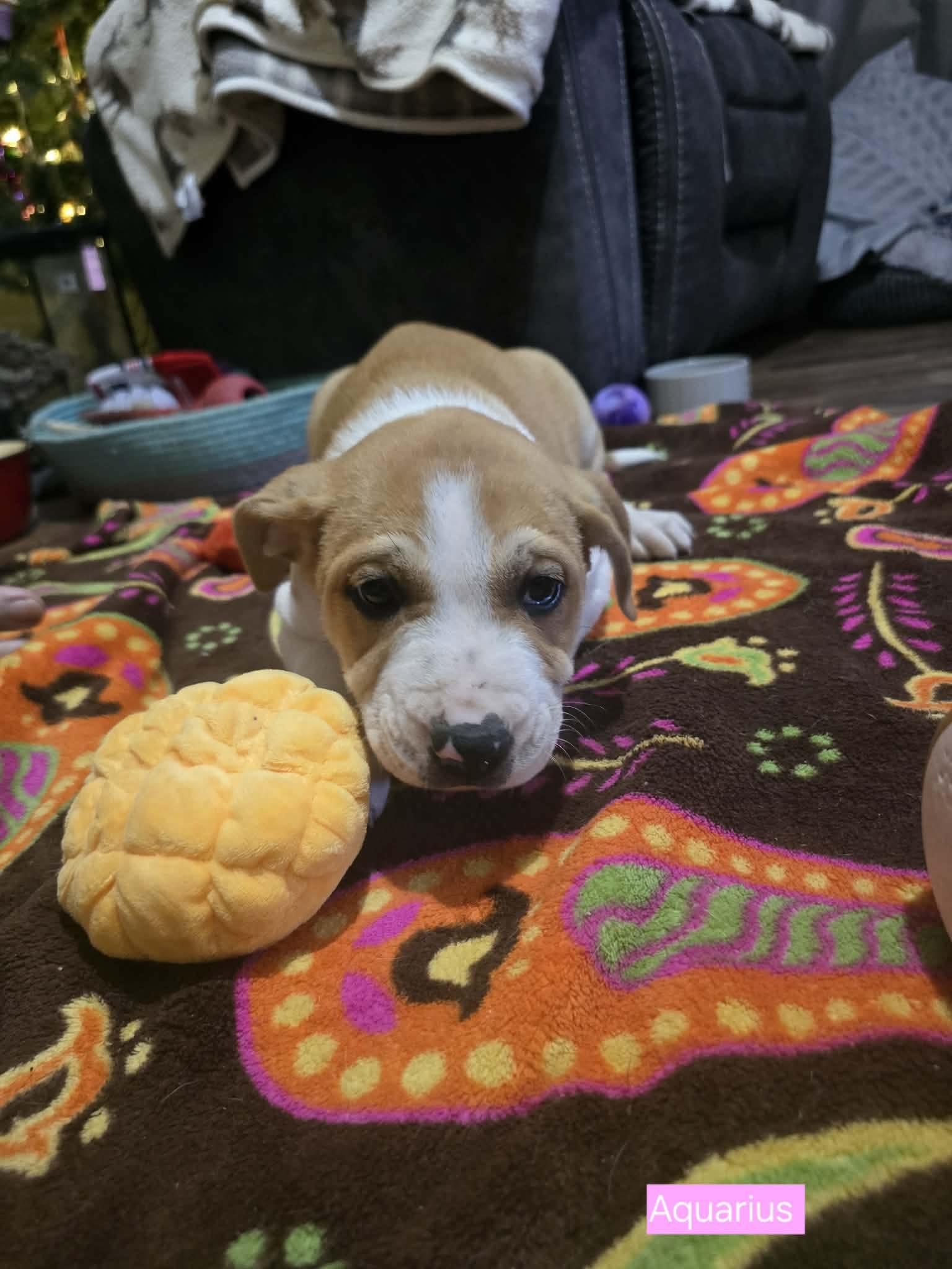 Aquarius, a Adoptable mixed breed in Chepachet, RI image 6/6