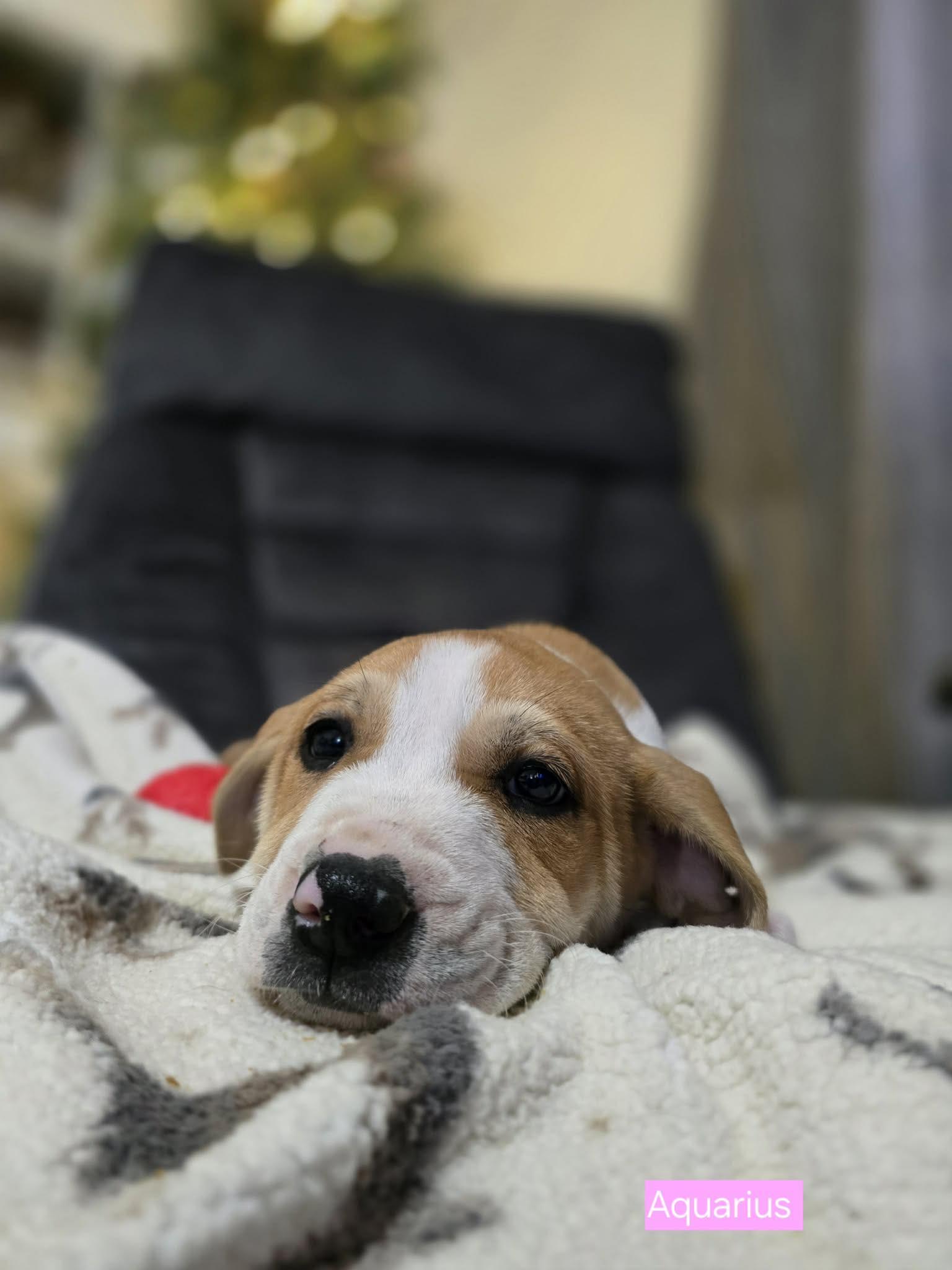 Aquarius, a Adoptable mixed breed in Chepachet, RI image 5/6