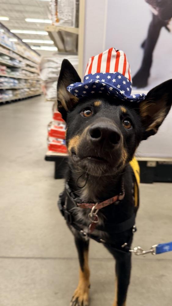 ZOEY, Adoptable, Adult Female Shepherd & Australian Cattle Dog / Blue Heeler.