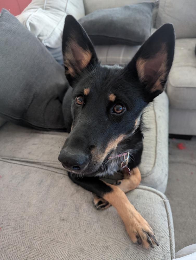 ZOEY, a Adoptable mixed breed in Thornton, CO image 2/6
