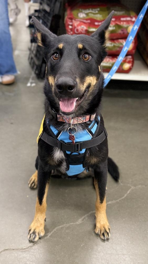 ZOEY, a Adoptable mixed breed in Thornton, CO image 4/6