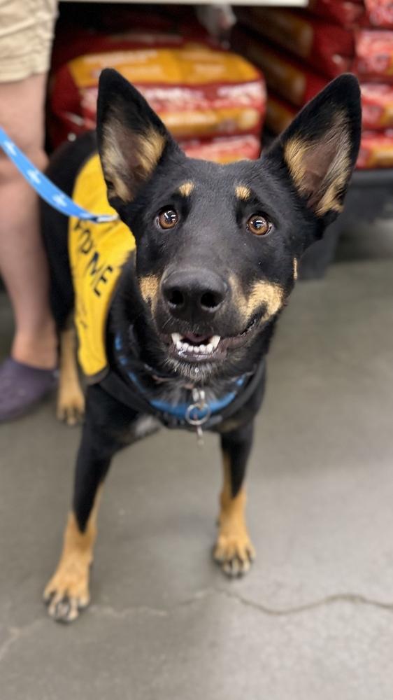 ZOEY, a Adoptable mixed breed in Thornton, CO image 5/6
