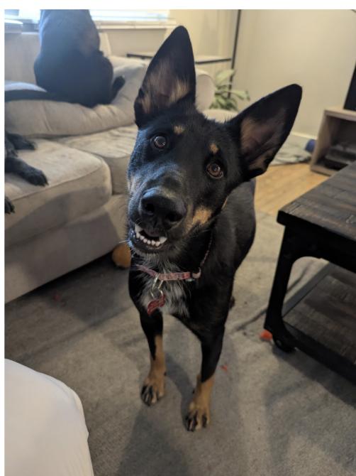 ZOEY, a Adoptable mixed breed in Thornton, CO image 6/6