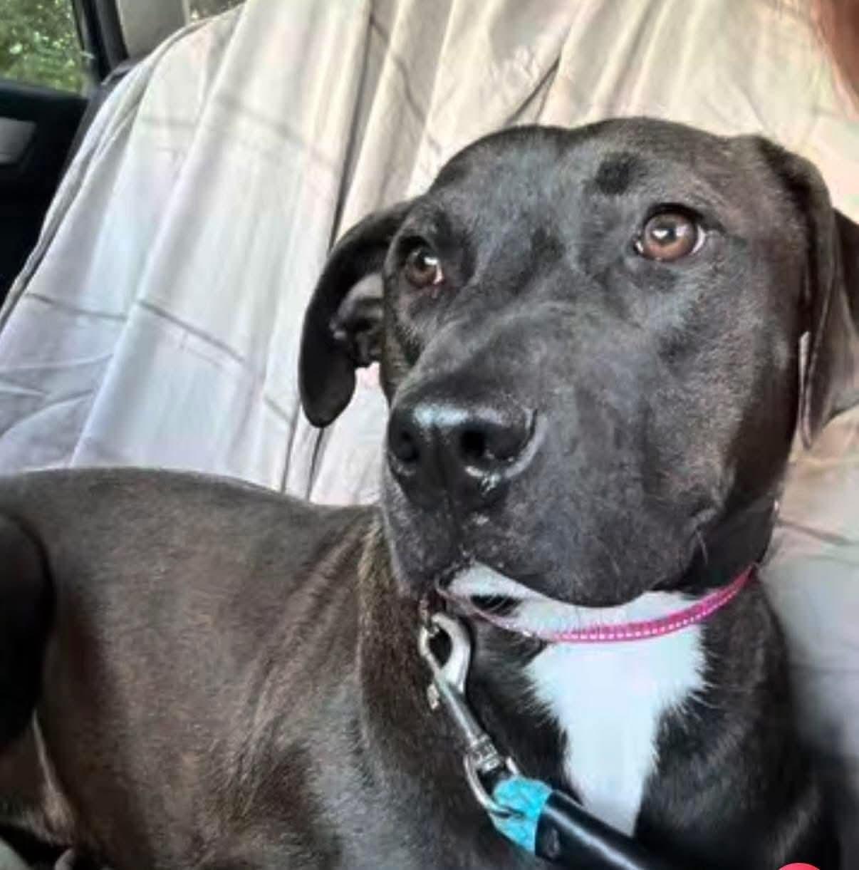 Enlarge Maggie, a Adoptable mixed breed in Macclesfield, NC image 2/5