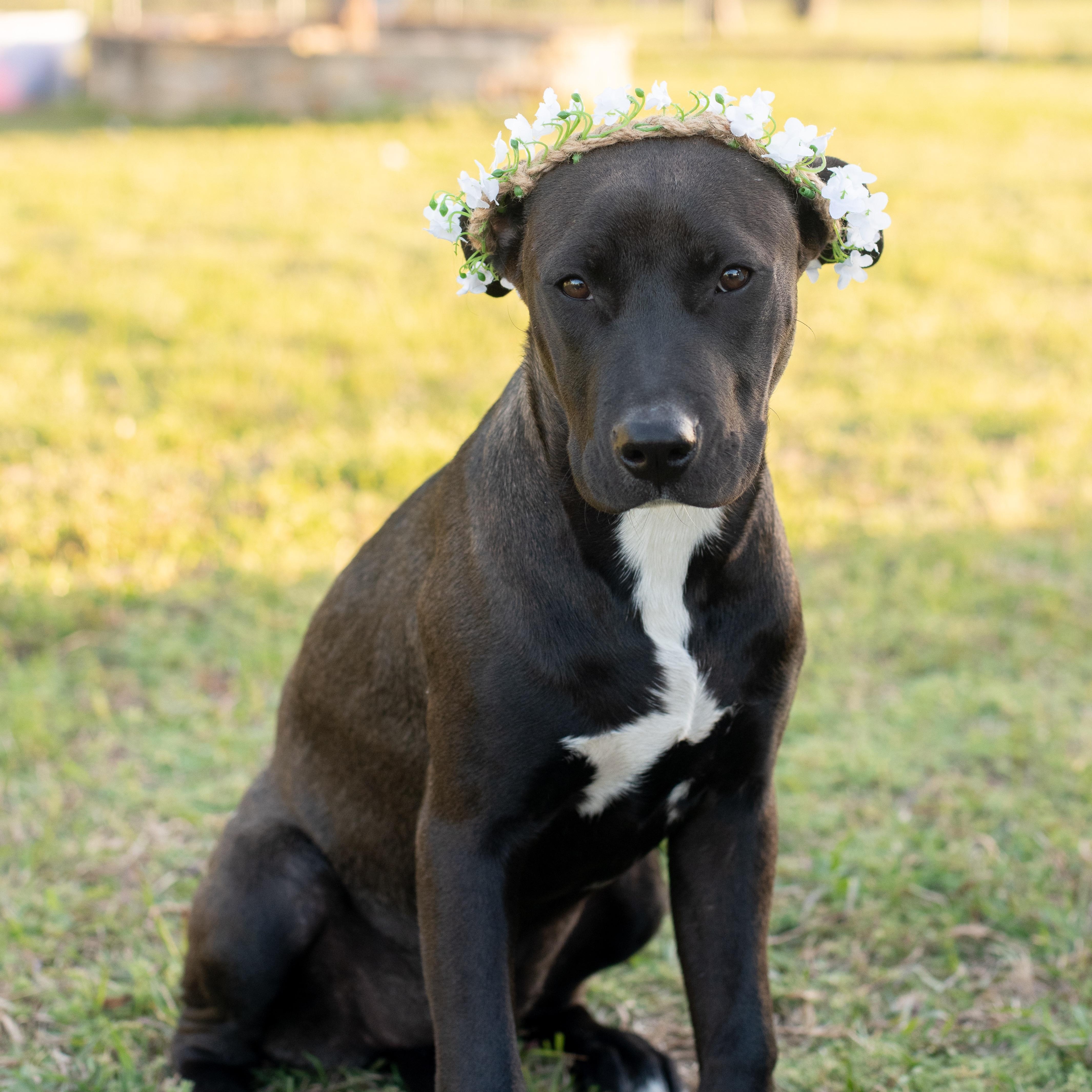 Maggie, Adoptable, Puppy Female Pit Bull Terrier.