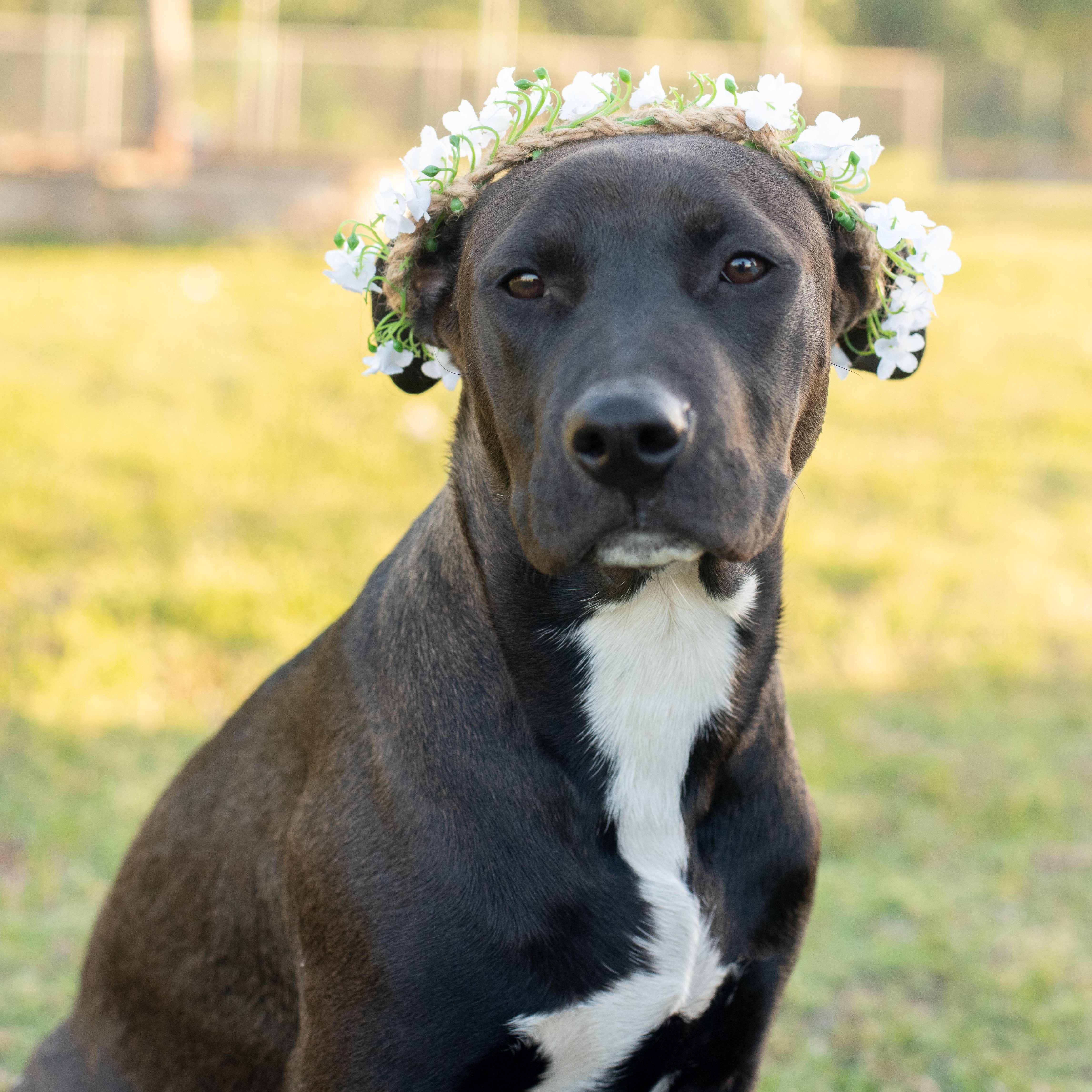 Maggie, Adoptable, Puppy Female Pit Bull Terrier.