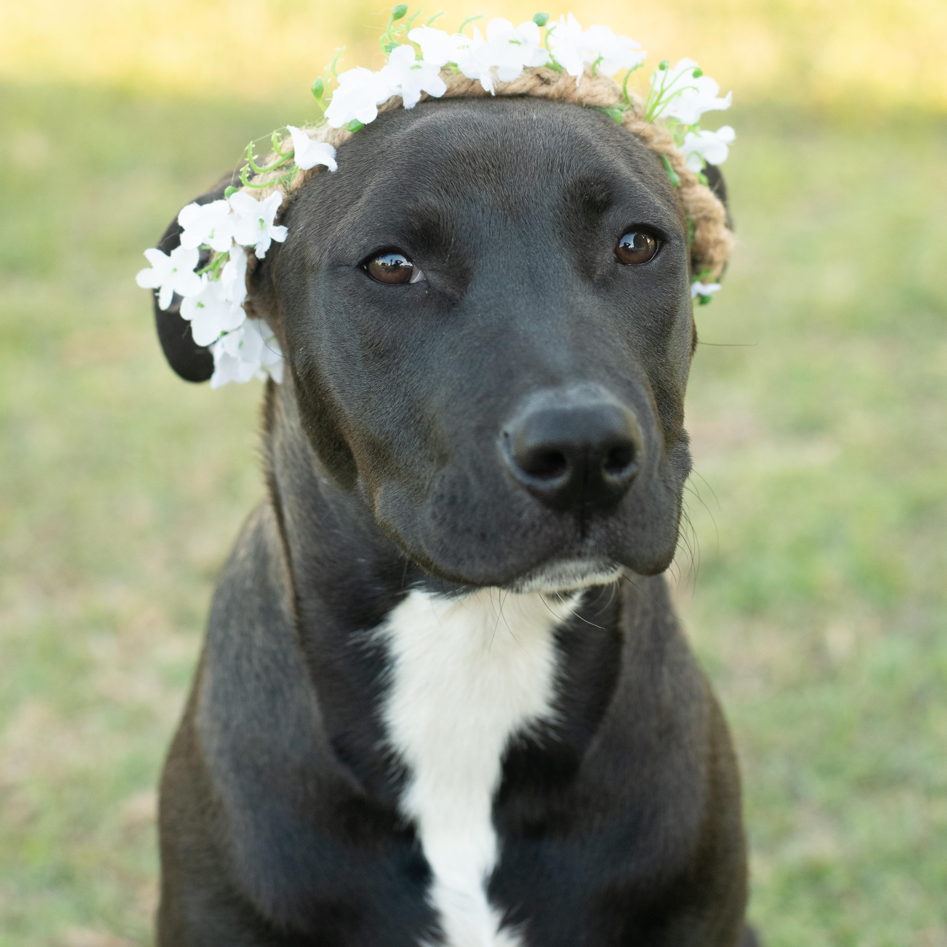 Enlarge Maggie, a Adoptable mixed breed in Macclesfield, NC image 5/5