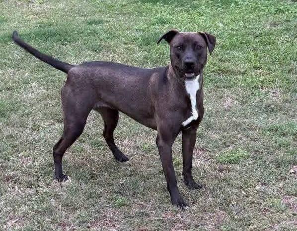 Maggie, Adoptable, Puppy Female Pit Bull Terrier.