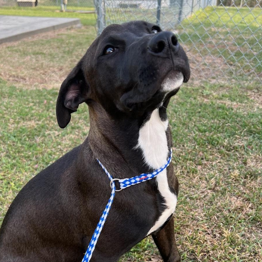 Enlarge Maggie, a Adoptable mixed breed in Macclesfield, NC image 3/5