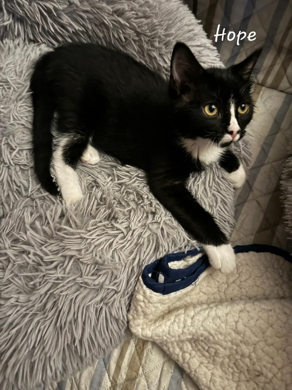 Hope, a Adoptable Domestic Short Hair in Waterloo, IA image 3/3