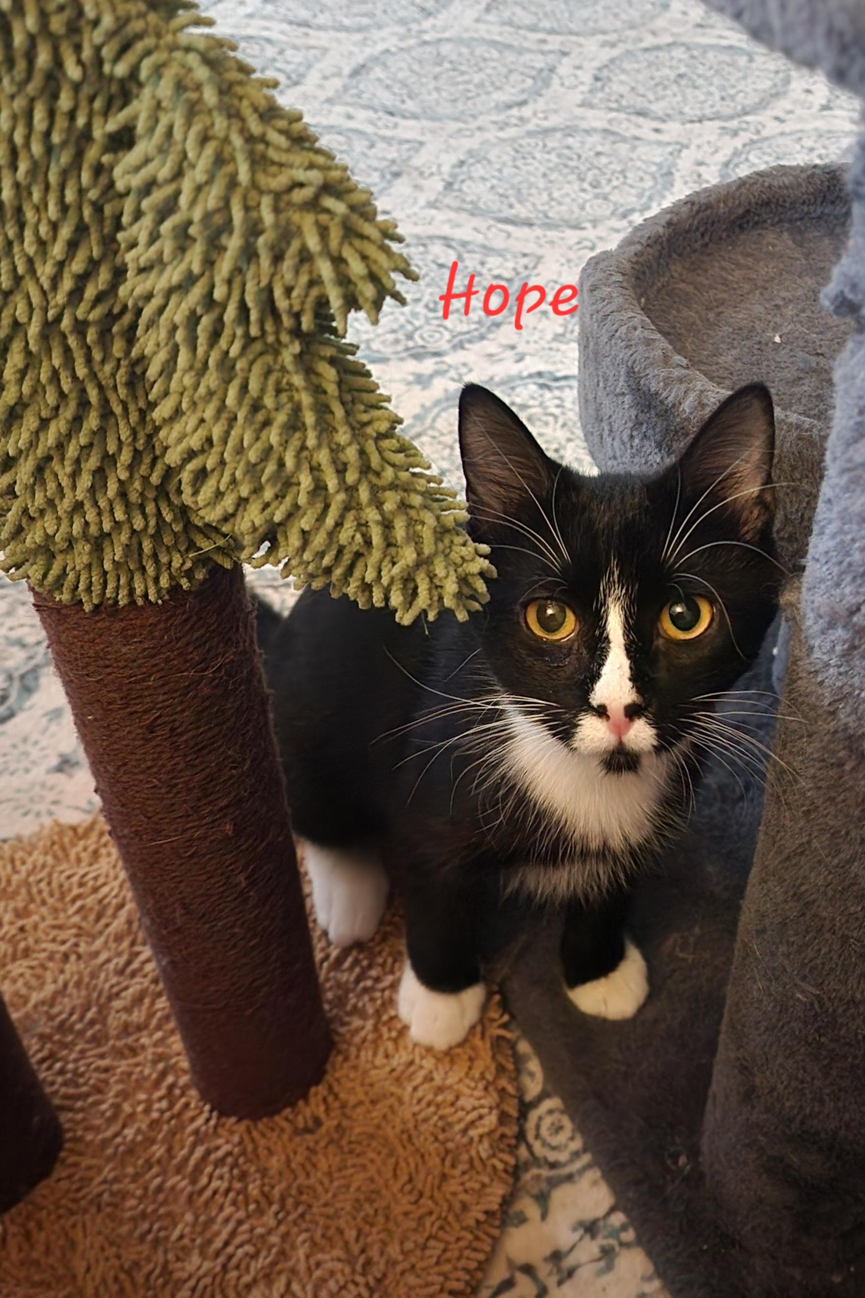 Hope, a Adoptable Domestic Short Hair in Waterloo, IA image 2/3