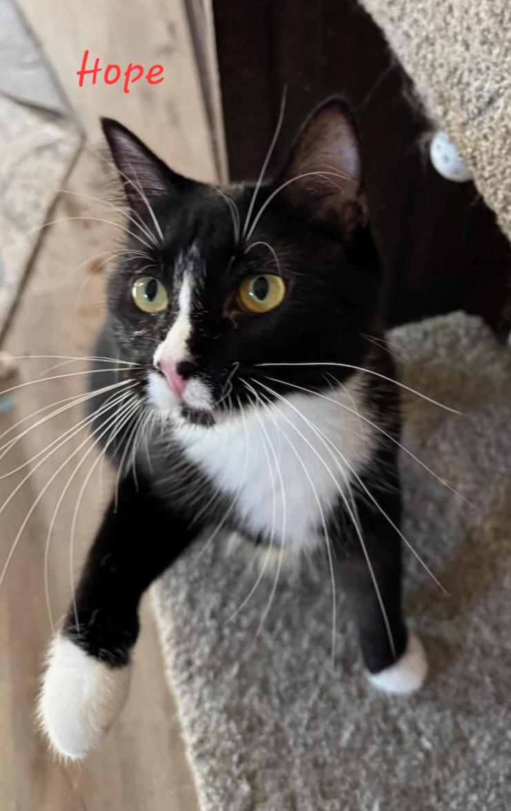 Hope, Adoptable, Young Female Domestic Short Hair.