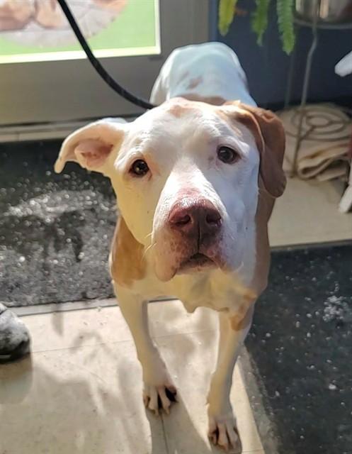 Enlarge HONEY, a Adoptable Pit Bull Terrier in Saint Peters, MO image 1/1
