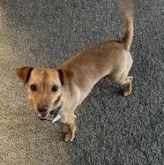 Sparky, adopted, Young Male Chihuahua.