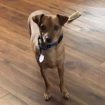 Enlarge Sparky, an adopted mixed breed in Windsor, ON image 2/4