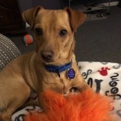 Enlarge Sparky, an adopted mixed breed in Windsor, ON image 3/4