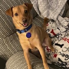 Enlarge Sparky, an adopted mixed breed in Windsor, ON image 4/4