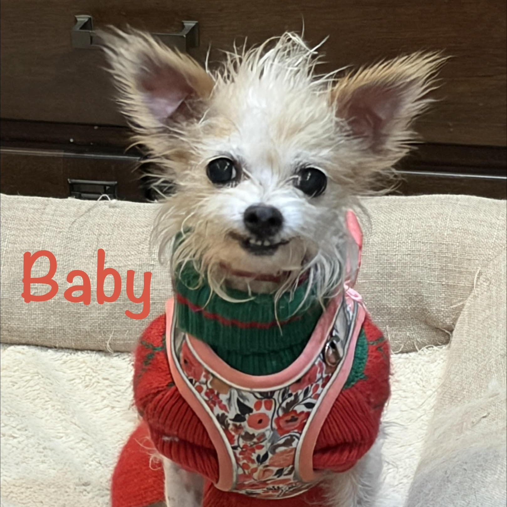 Enlarge Baby * OK, an adopted Wire Fox Terrier in Albert Lea, MN image 1/4