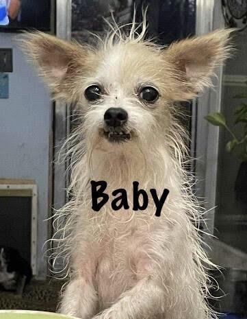 Enlarge Baby * OK, an adopted Wire Fox Terrier in Albert Lea, MN image 4/4