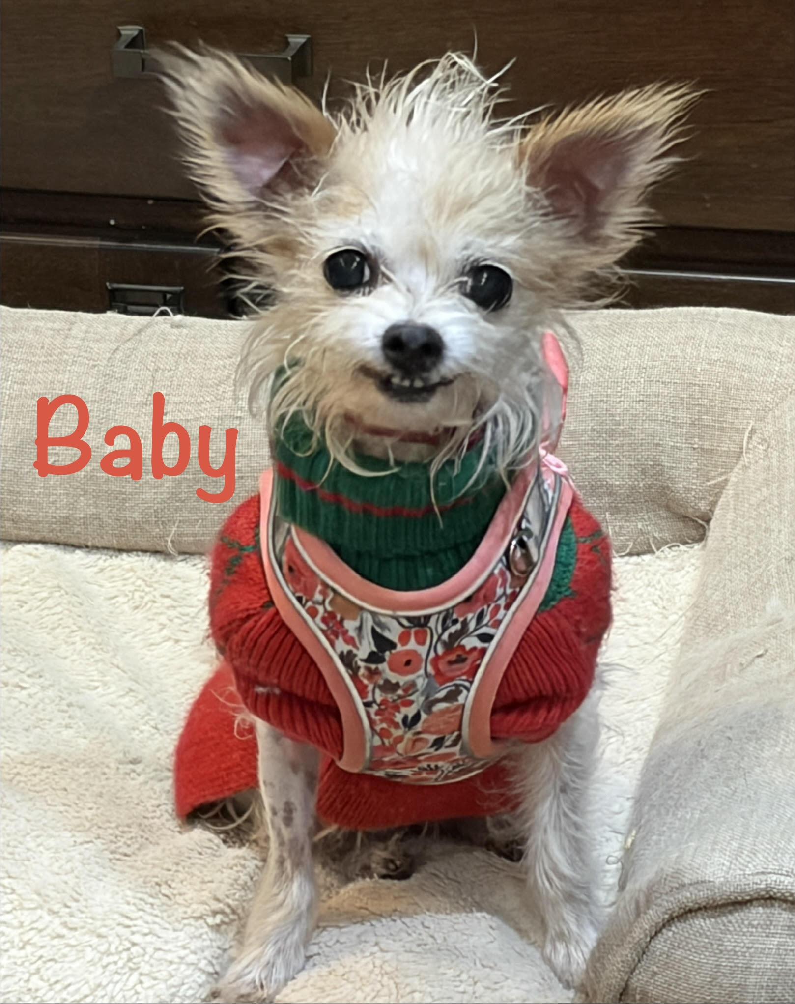 Enlarge Baby * OK, an adopted Wire Fox Terrier in Albert Lea, MN image 2/4