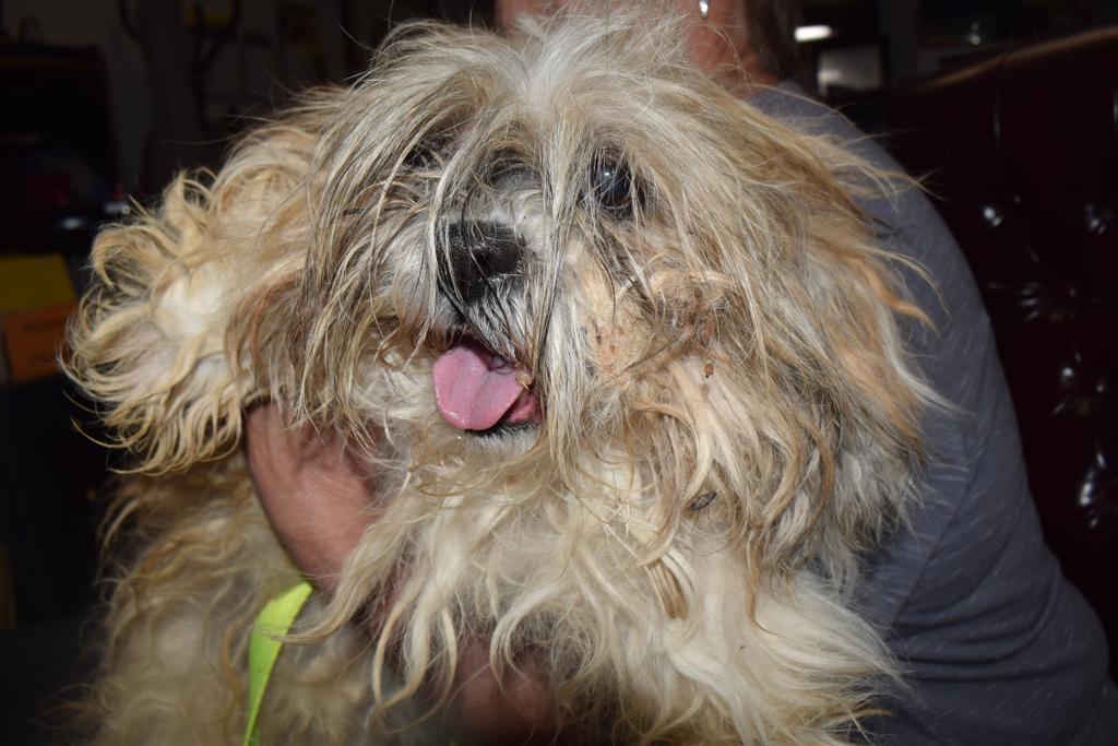 Ginger (Basin 3), Adoptable, Adult Female Lhasa Apso & Mixed Breed.