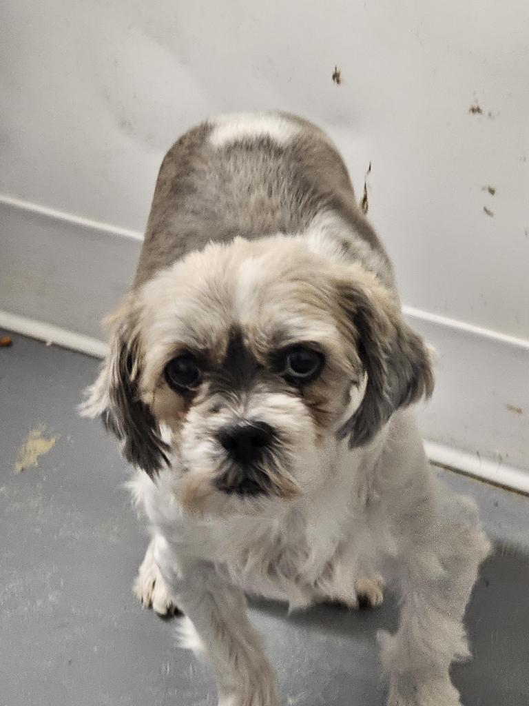 Ginger (Basin 3), a Adoptable mixed breed in Pahrump, NV image 2/3