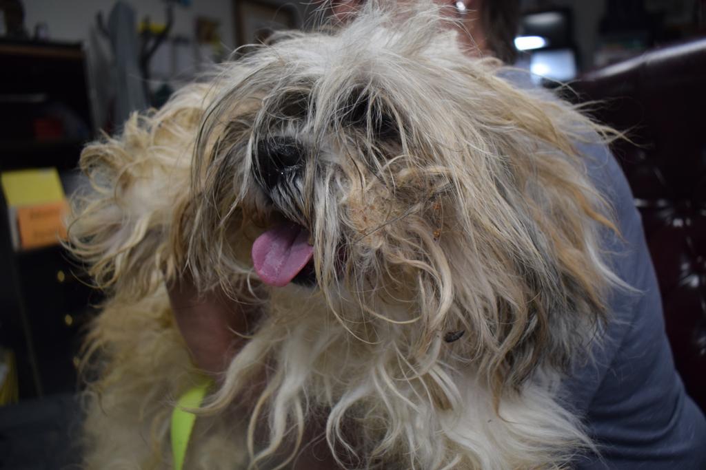 Ginger (Basin 3), a Adoptable mixed breed in Pahrump, NV image 3/3