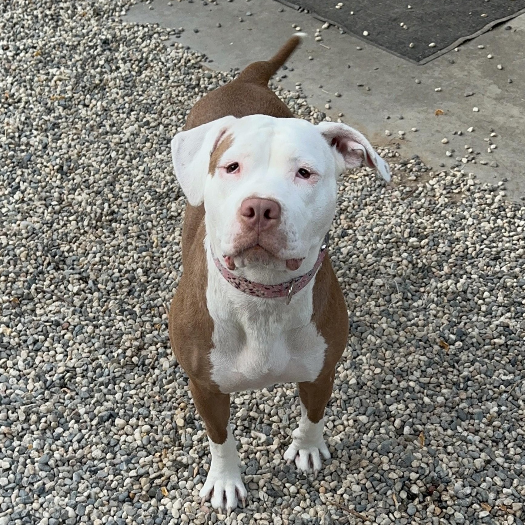 Dolly, Adoptable, Adult Female American Bulldog & Pit Bull Terrier.