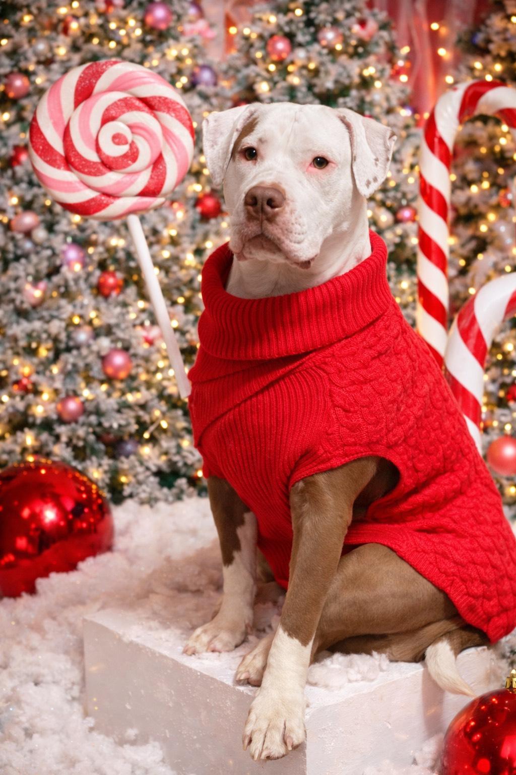 Dolly, Adoptable, Adult Female American Bulldog & Pit Bull Terrier.