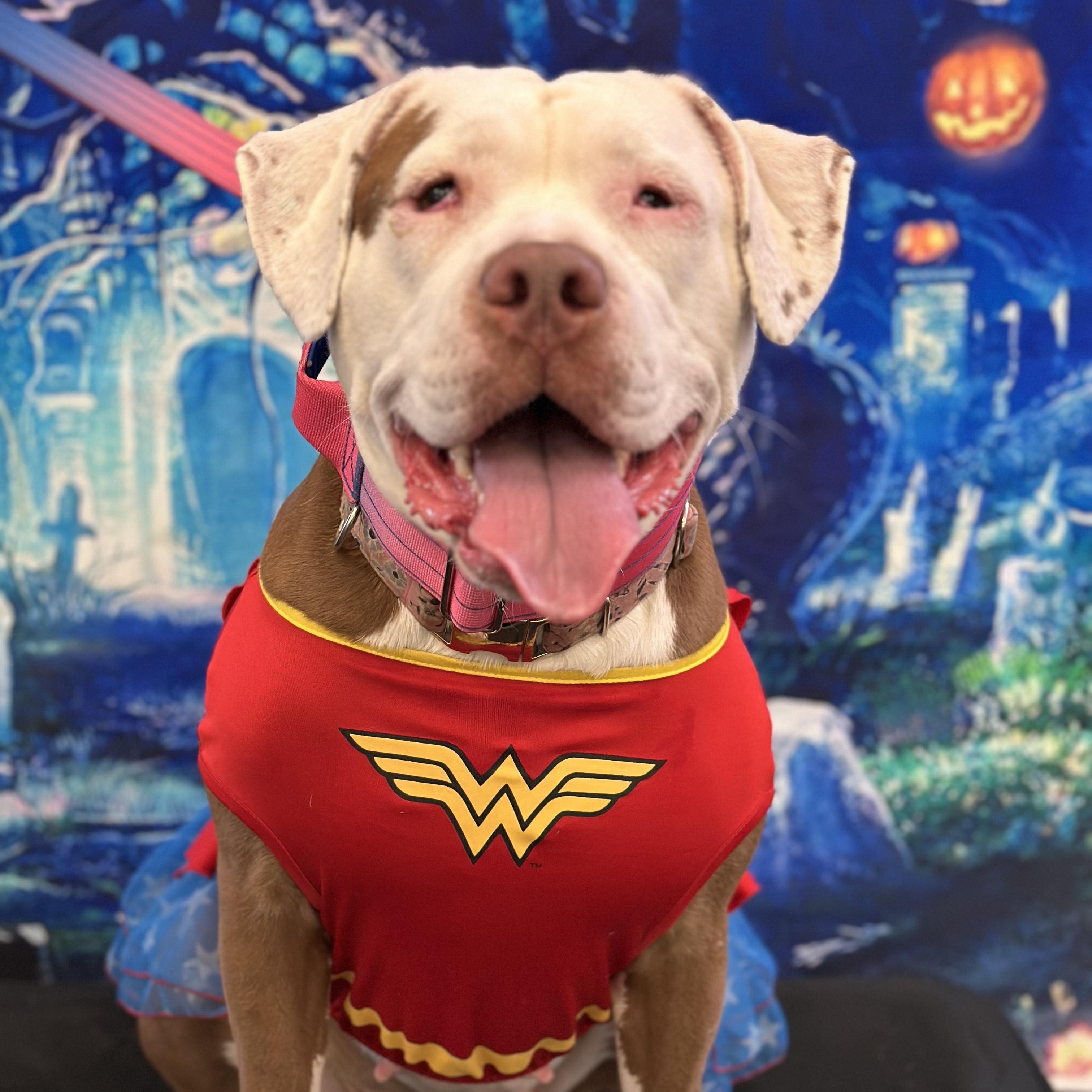 Enlarge Dolly, a Adoptable mixed breed in SACRAMENTO, CA image 1/5