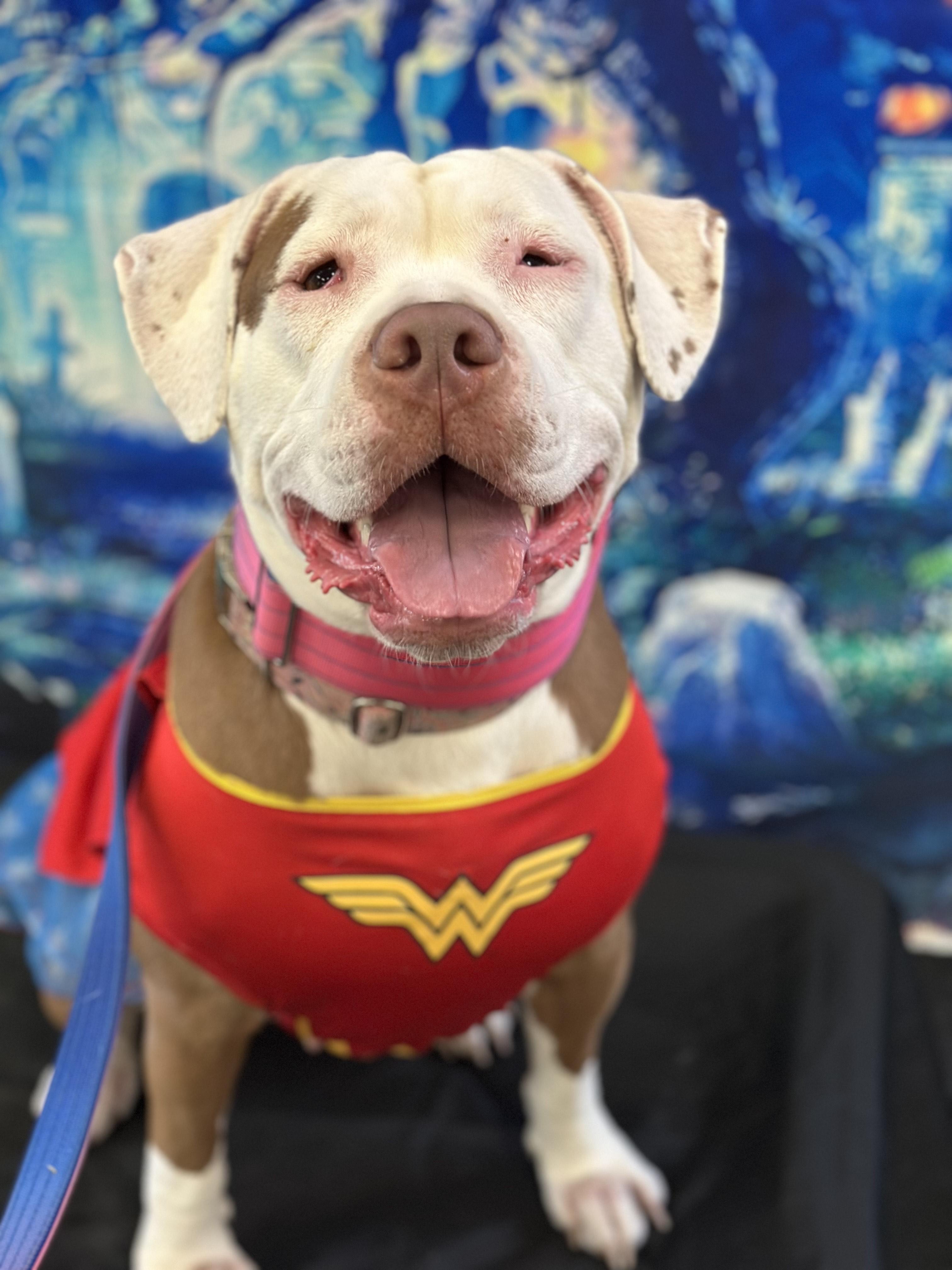 Enlarge Dolly, a Adoptable mixed breed in SACRAMENTO, CA image 2/5