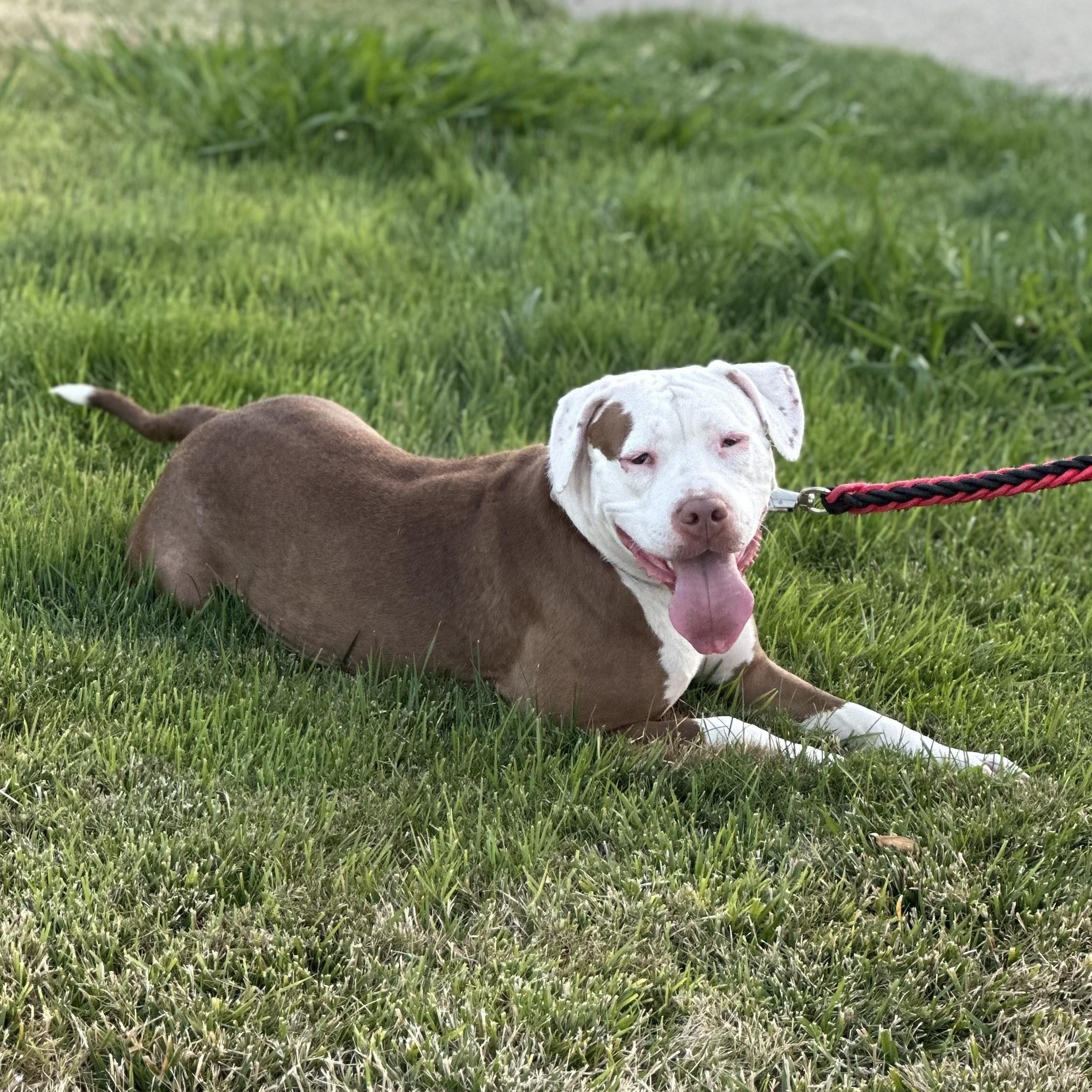 Enlarge Dolly, a Adoptable mixed breed in SACRAMENTO, CA image 5/5