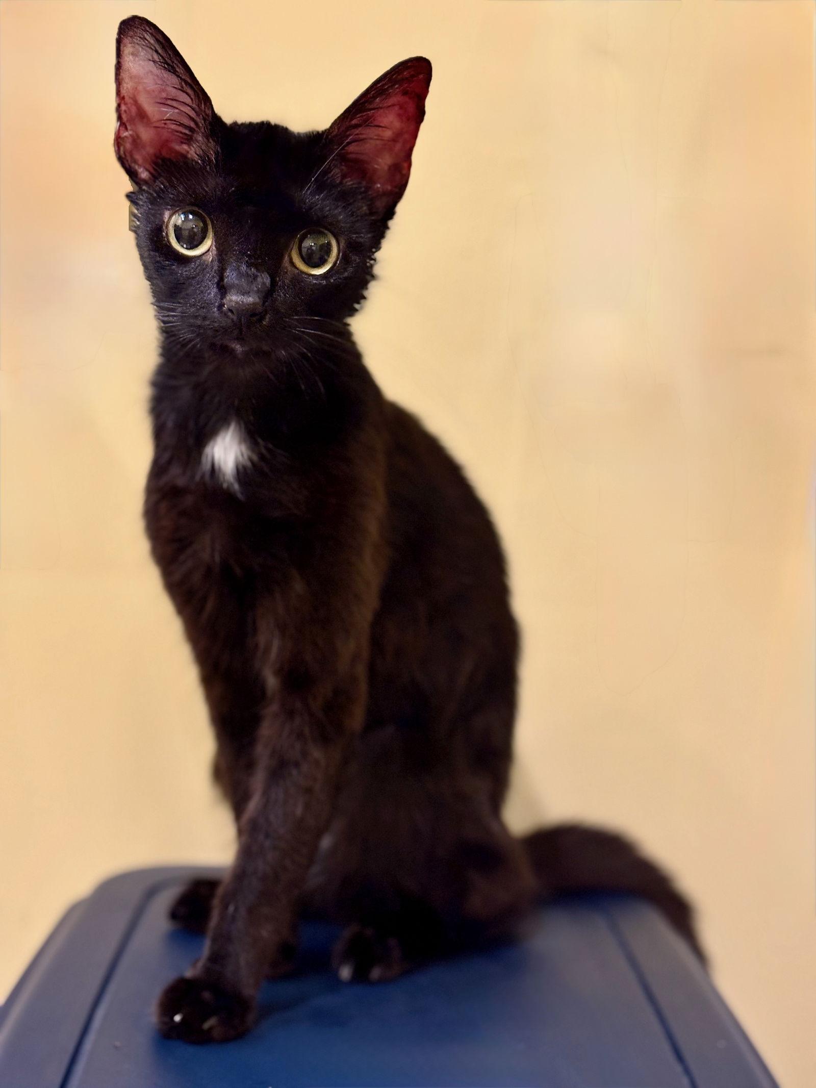 Wisdom, a Adoptable Bombay in Flint Hill, VA image 1/3