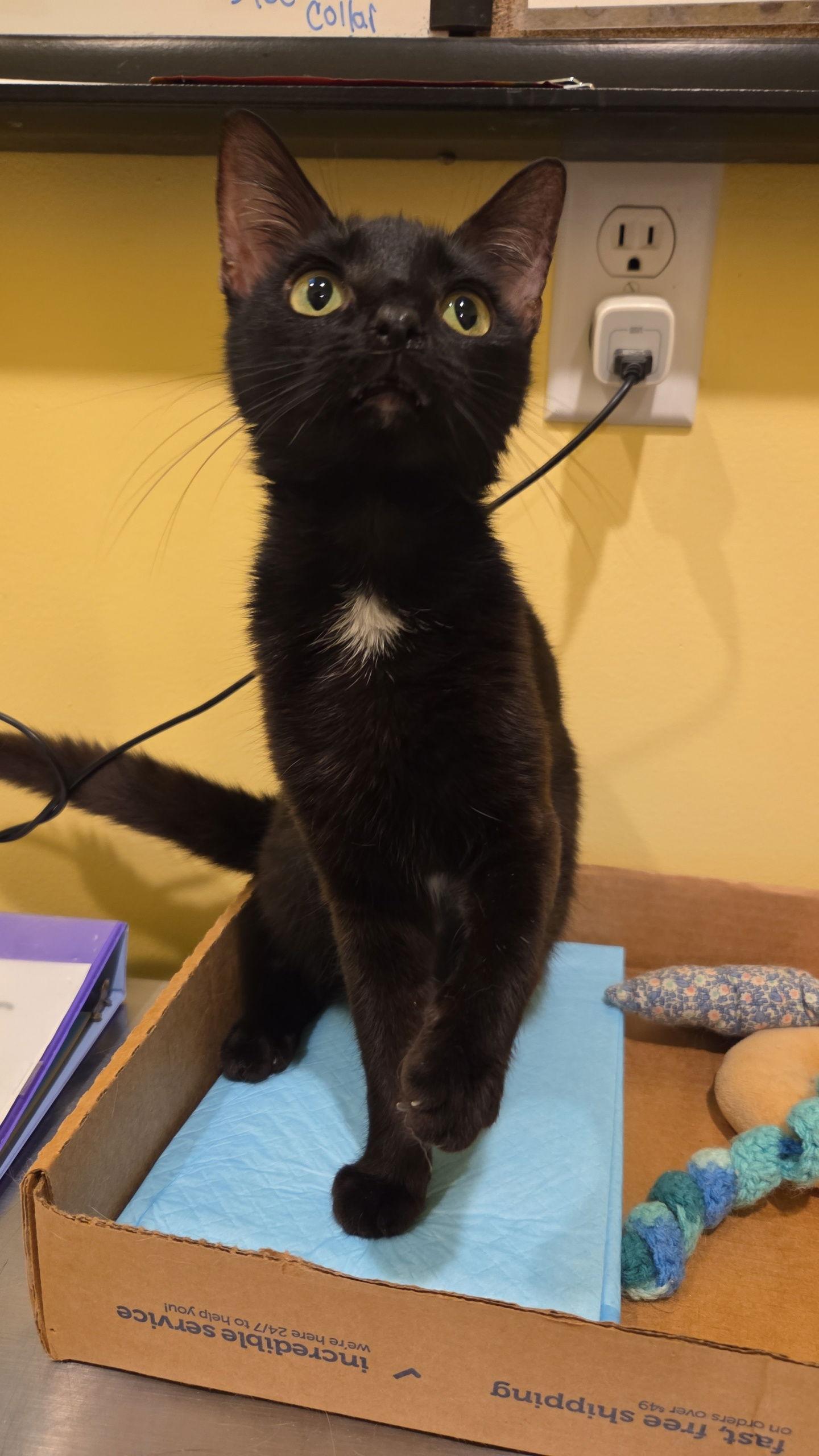 Wisdom, a Adoptable Bombay in Flint Hill, VA image 3/3