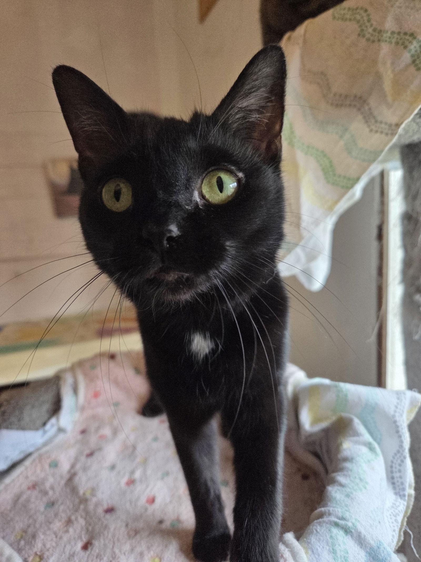 Wisdom, Adoptable, Young Female Domestic Short Hair.