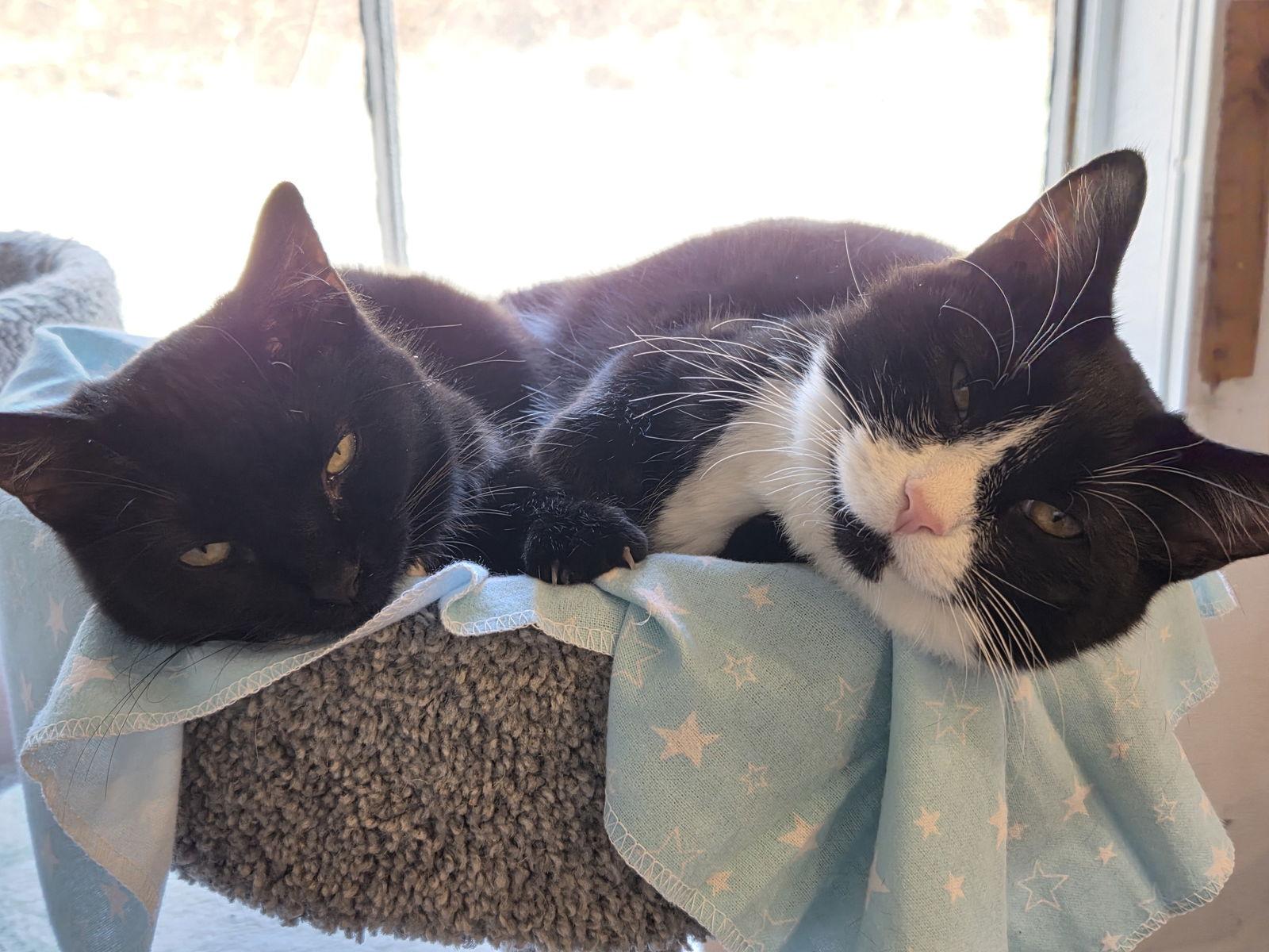 Enlarge Wisdom, a Adoptable Domestic Short Hair in Flint Hill, VA image 2/3