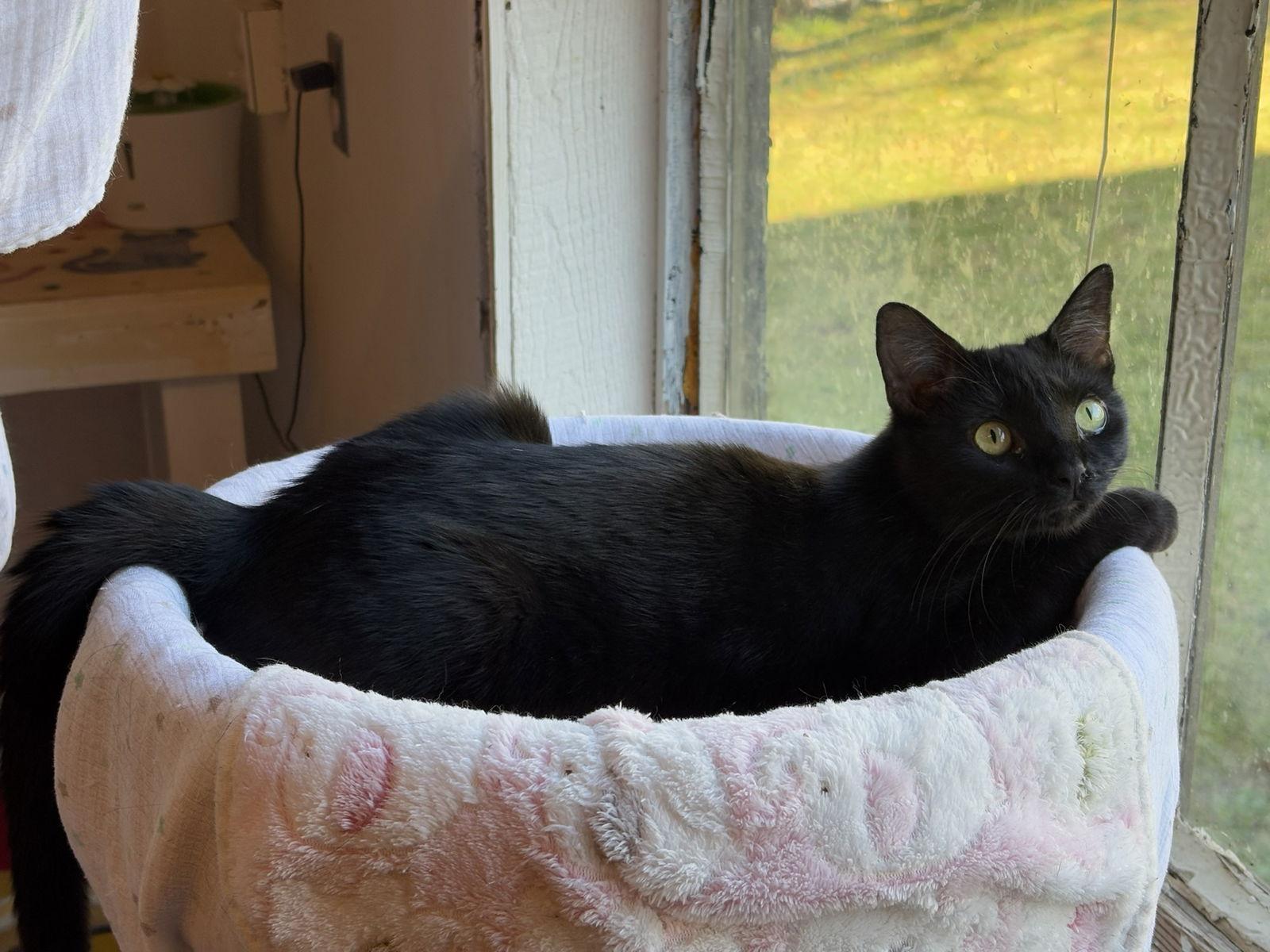 Enlarge Wisdom, a Adoptable Domestic Short Hair in Flint Hill, VA image 3/3