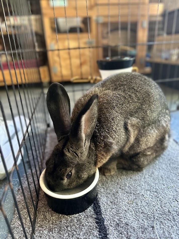 Mr. Brambles, a Adoptable mixed breed in Carnation, WA image 2/3