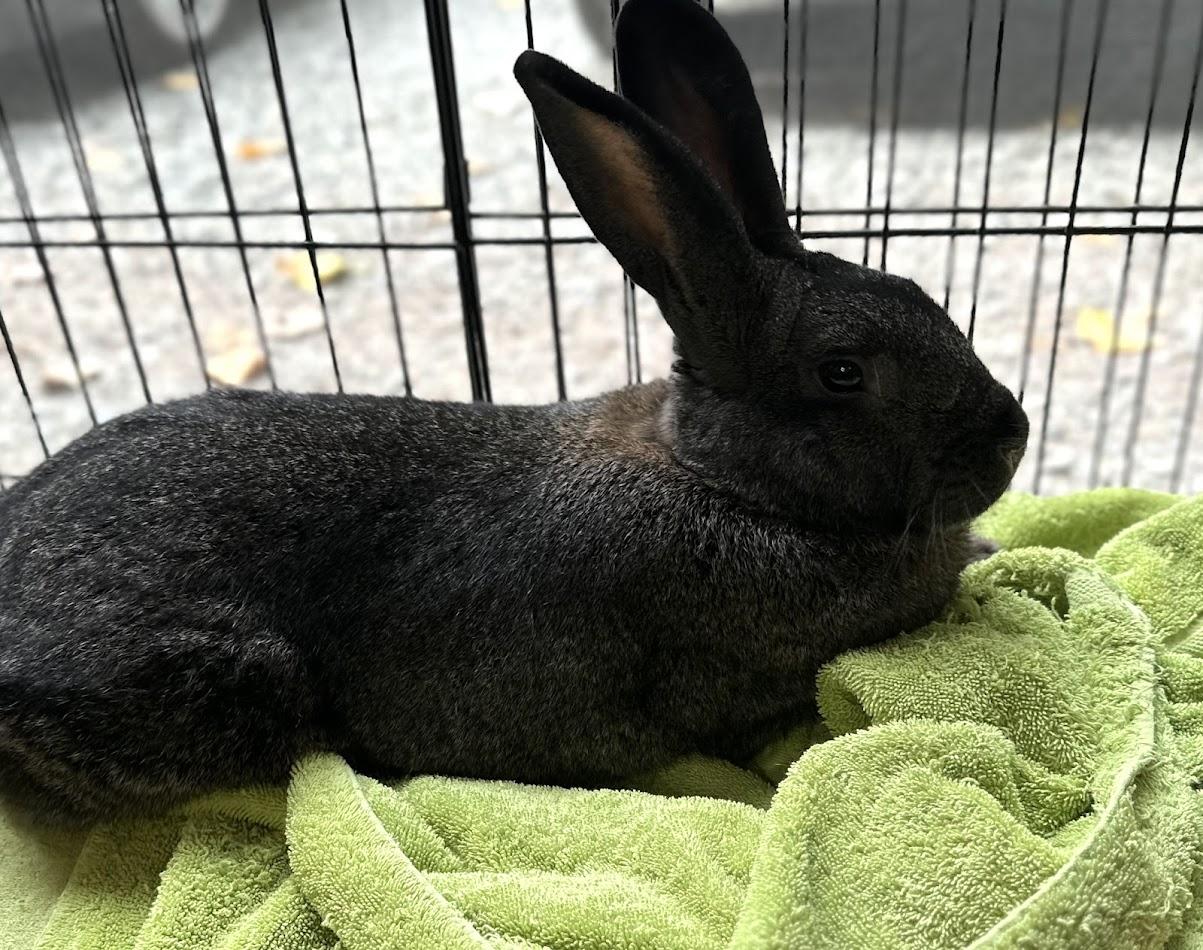 Mr. Brambles, a Adoptable mixed breed in Carnation, WA image 3/3