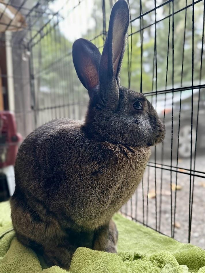Mr. Brambles, Adoptable, Adult Male Flemish Giant.