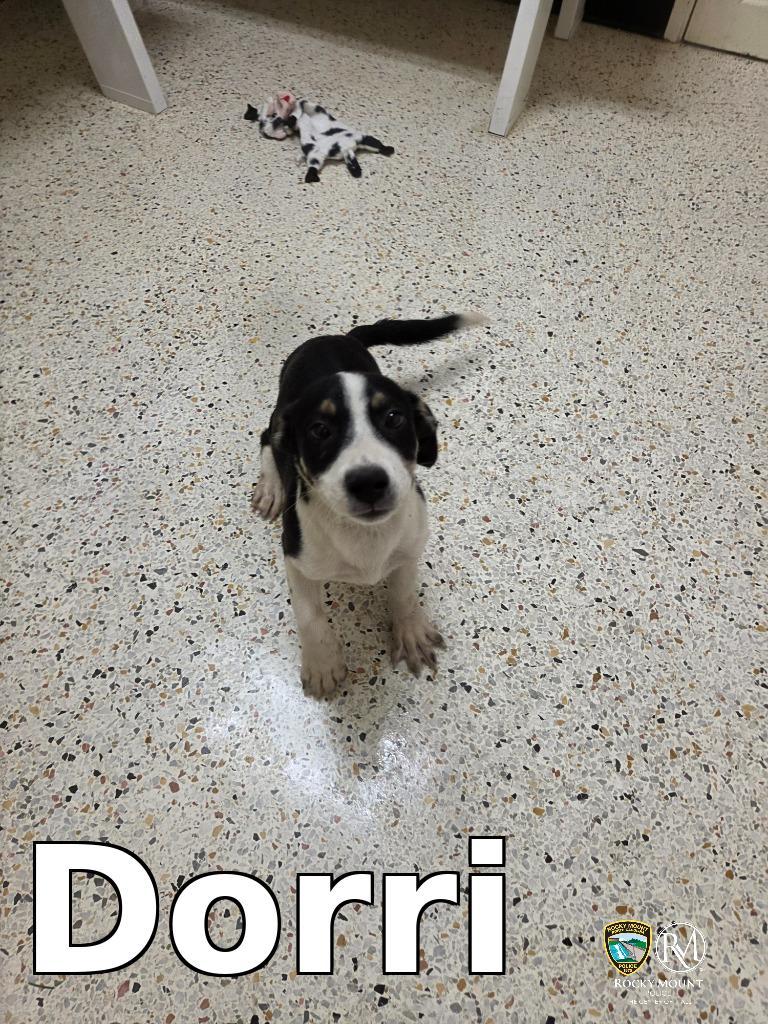 Dorri, Adoptable, Puppy Male Pit Bull Terrier & Chihuahua.