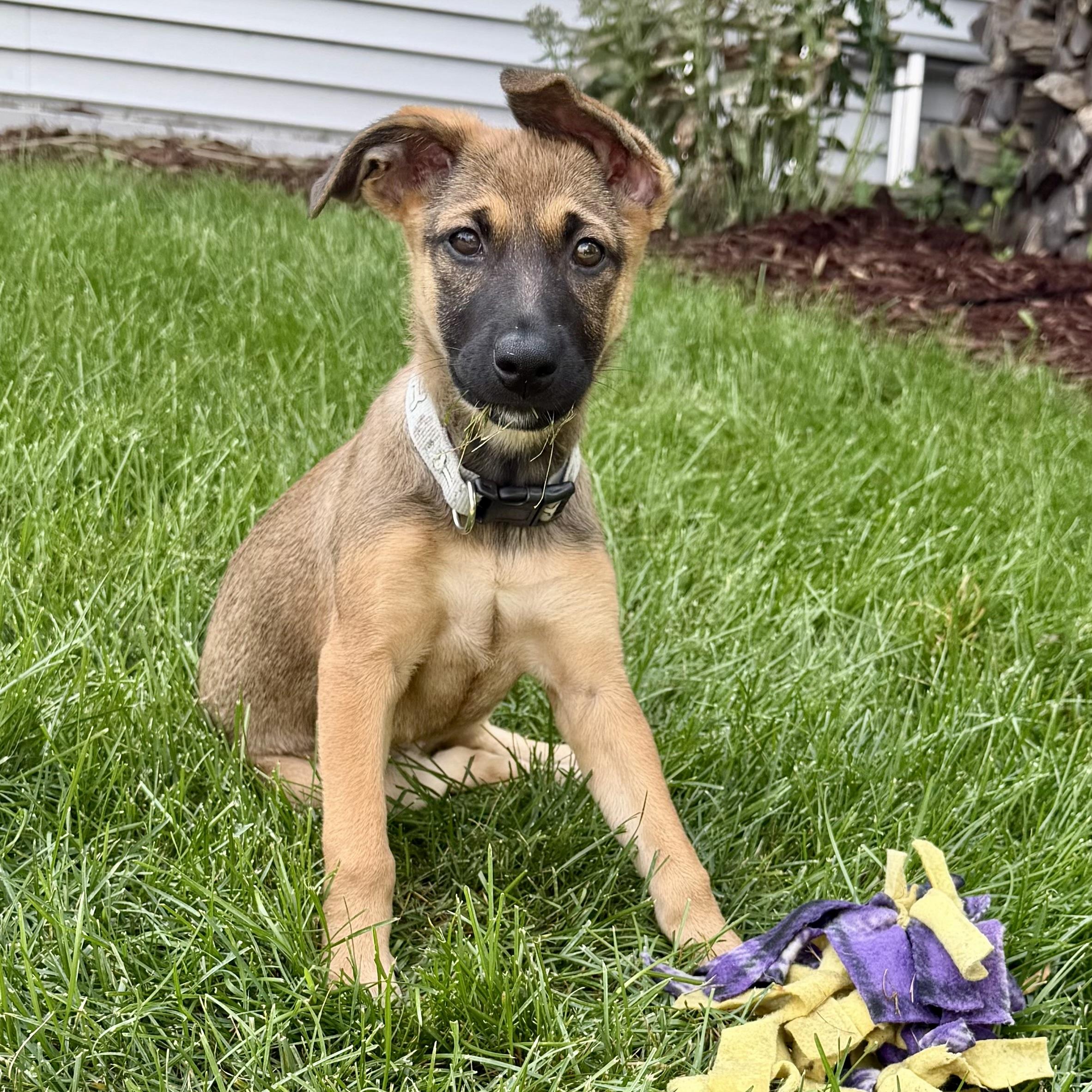 Enlarge June Bug, a ADOPTABLE mixed breed in Prior Lake, MN image 5/6