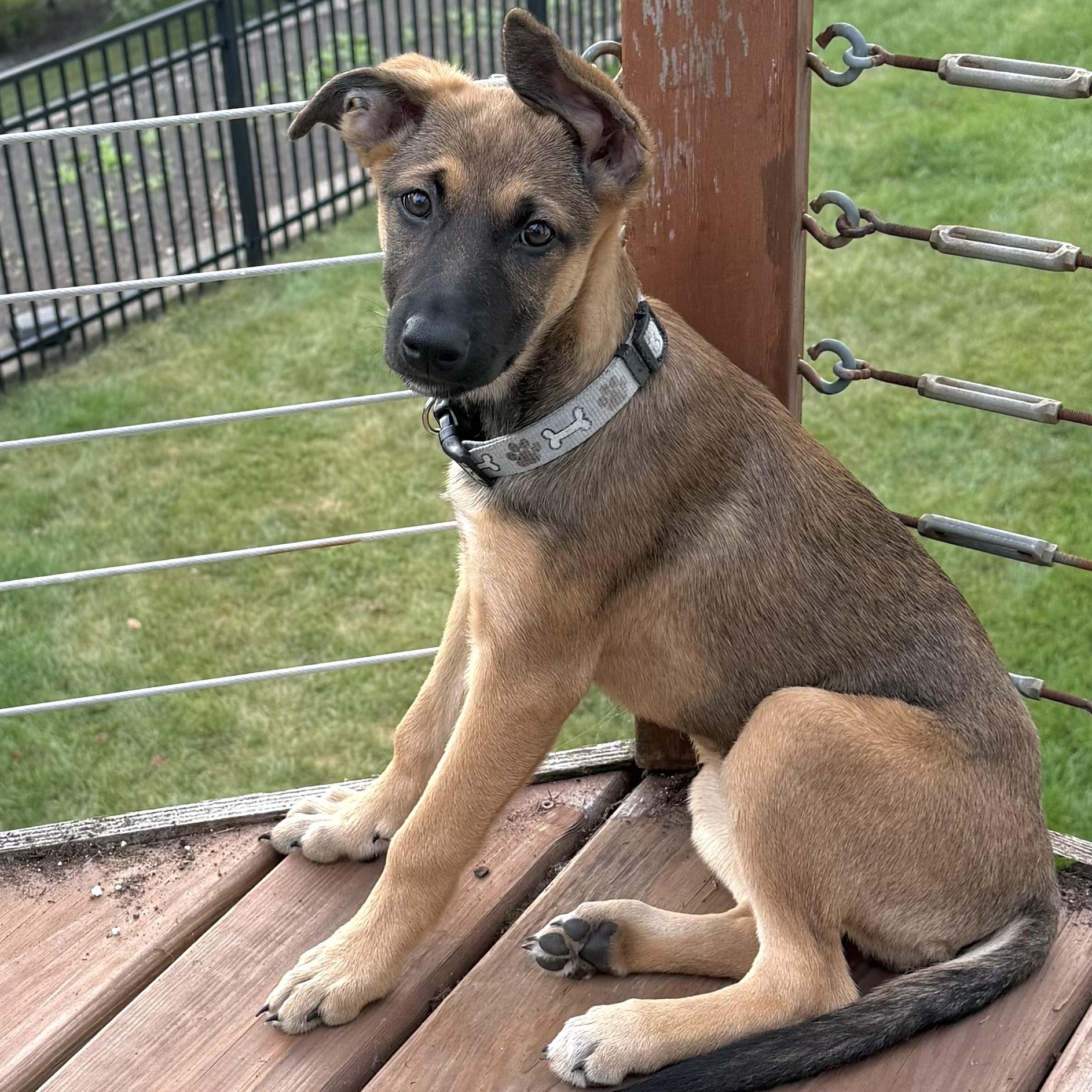 Enlarge June Bug, a ADOPTABLE mixed breed in Prior Lake, MN image 2/6