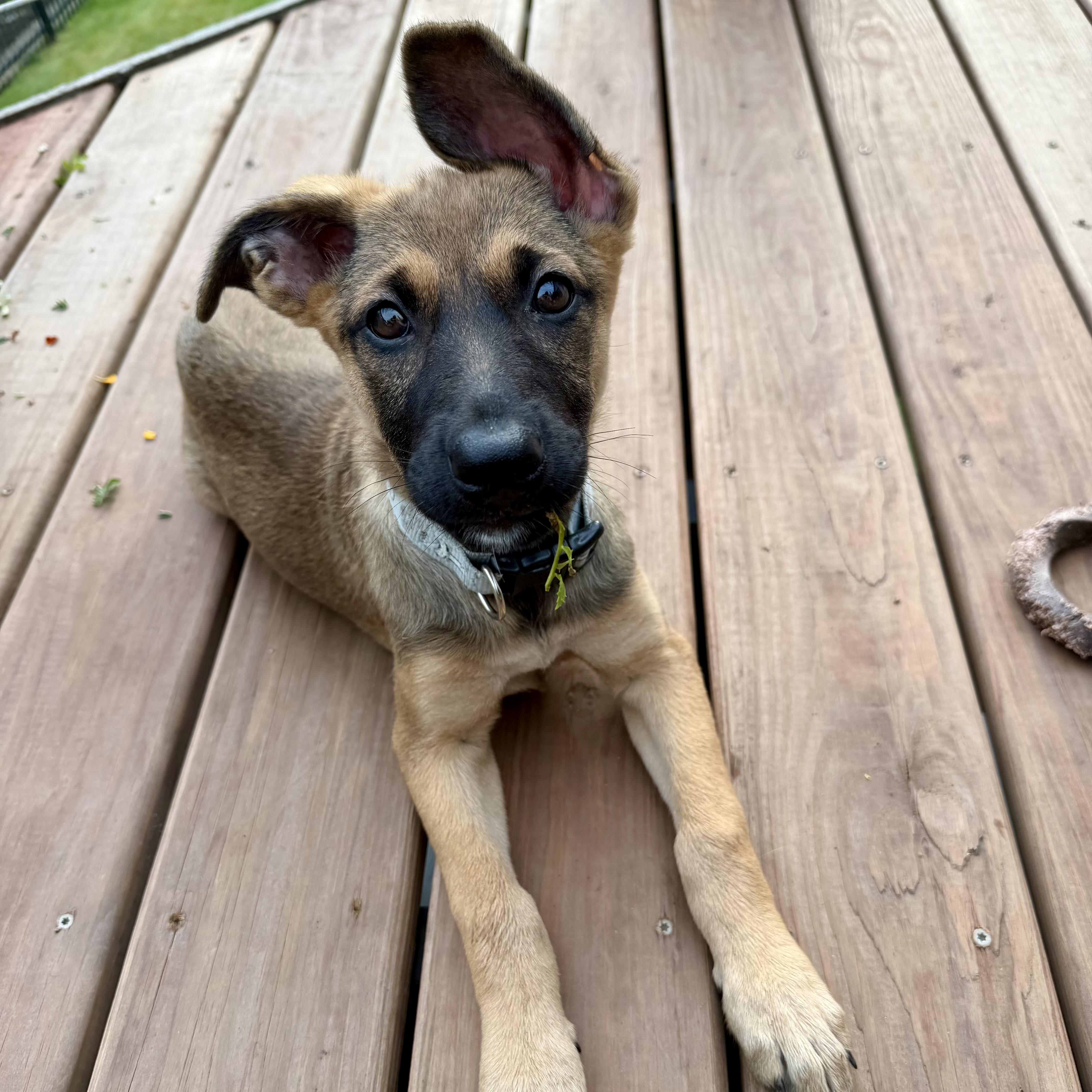 Enlarge June Bug, a ADOPTABLE mixed breed in Prior Lake, MN image 4/6