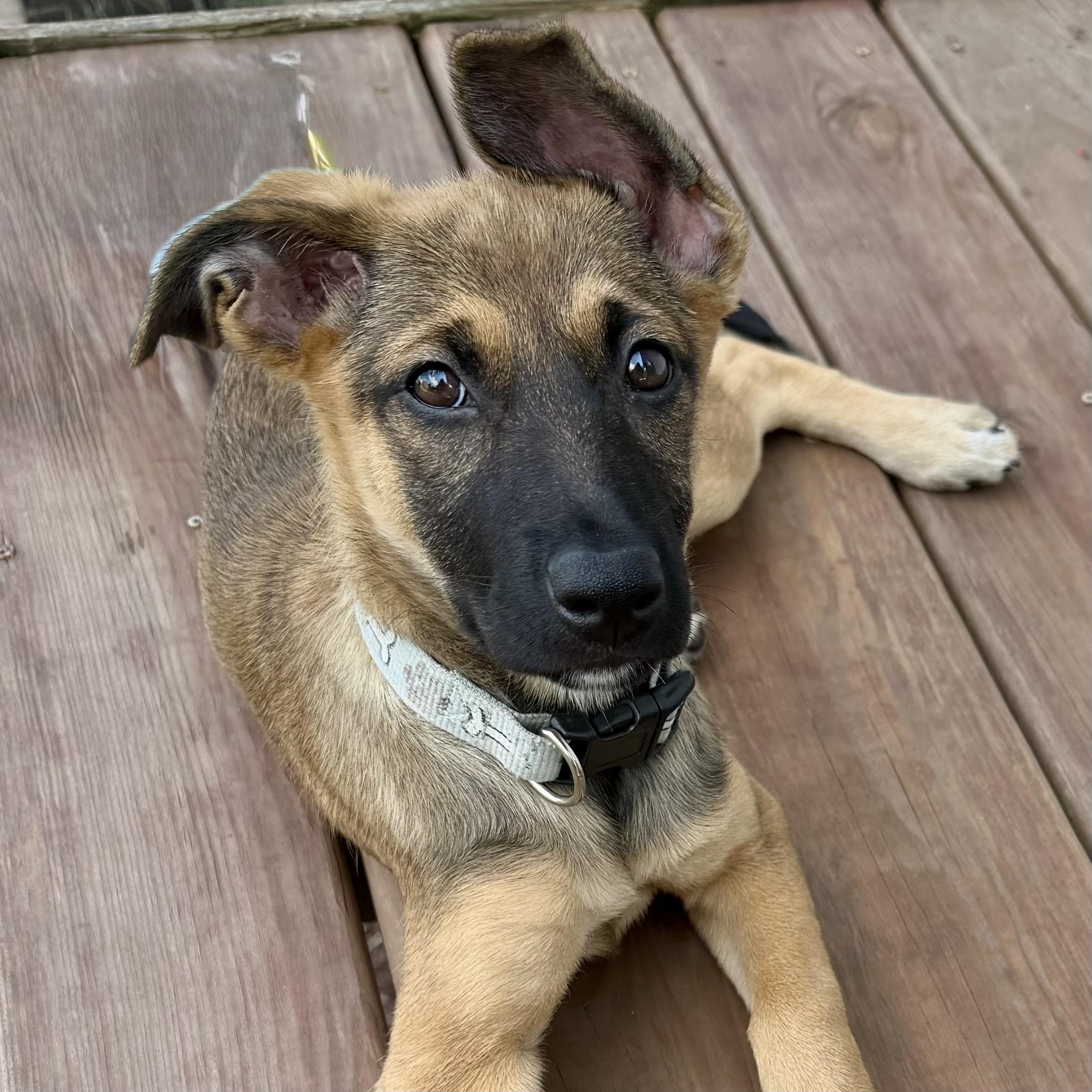 Enlarge June Bug, a ADOPTABLE mixed breed in Prior Lake, MN image 3/6