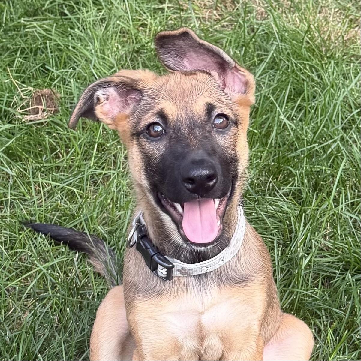 Enlarge June Bug, a ADOPTABLE mixed breed in Prior Lake, MN image 6/6