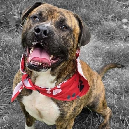 Enlarge Adonis, a Adoptable mixed breed in Triadelphia, WV image 1/1