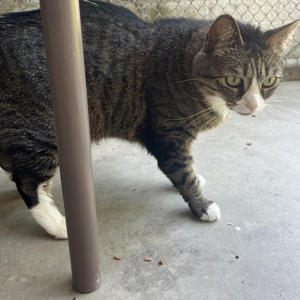 Enlarge Princess, a Adoptable Domestic Short Hair in Easton, PA image 1/6